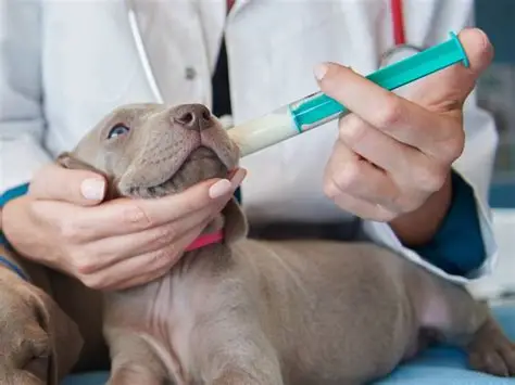 Formulación Magistral de Sildenafilo en Perros: Tratamiento Eficaz para la Hipertensión Pulmonar